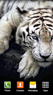 Baixar Tigre Branco Papel De Parede 33 Para Android Download Cute