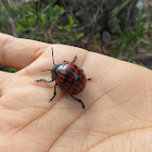 Coleoptera red and black