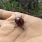 Coleoptera red and black