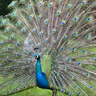 Pavo real