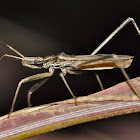 Assassin Bug