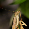 Australian Mantis