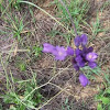 Blue Dick, Desert Hyacinth