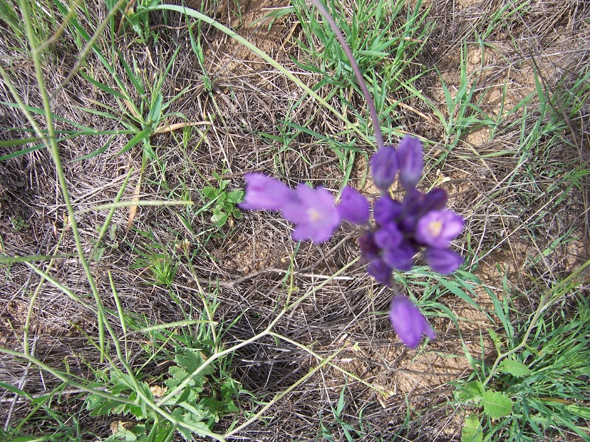 Blue Dick, Desert Hyacinth