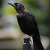 Common Grackle