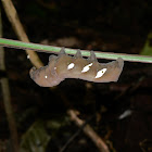 Sphinx moth larvae
