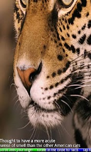 Animal Noses - náhled