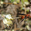 Red Wasp