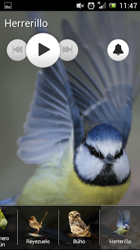 無料音乐Appの鳥が聞こえる - 着メロを|HotApp4Game