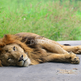 Asiatic Lion by Nimit Virdi - Animals Lions, Tigers & Big Cats