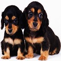 3D cute dog A23 logo