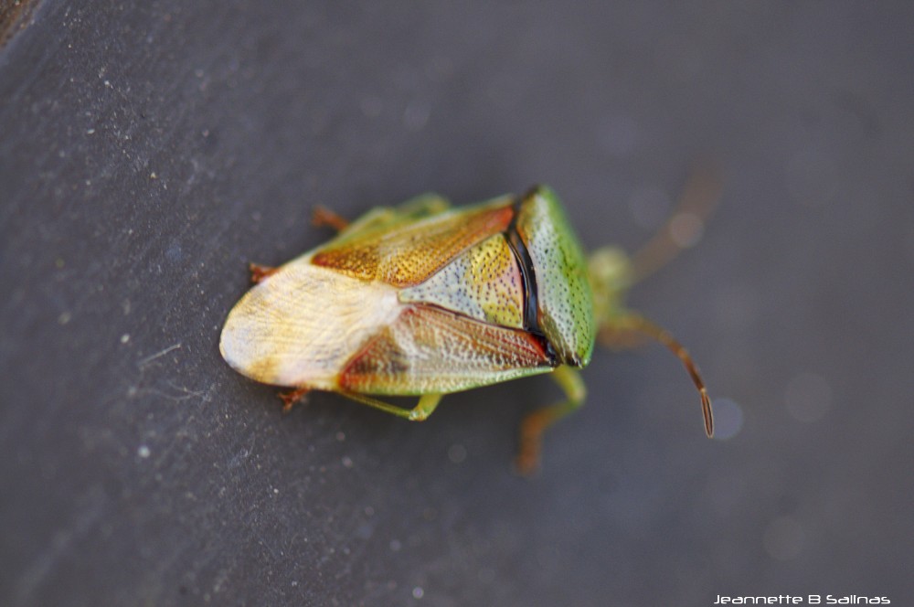 Shieldbug