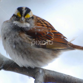 Here's Looking at You by Laura Retyi - Animals Birds