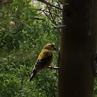 American goldfinch