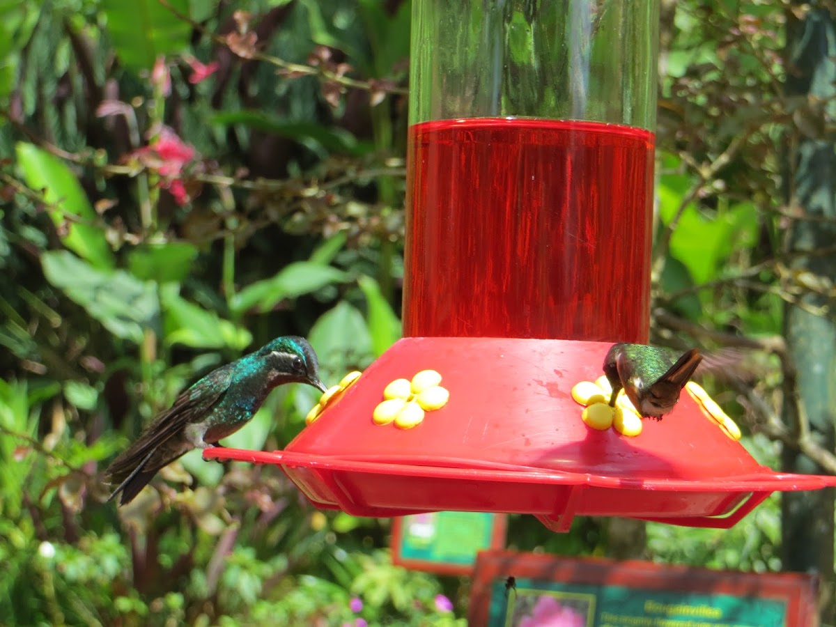 Magnificent Hummingbird (Left)