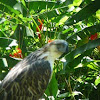 Philippine Eagle