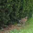 Northern Bobwhite quail