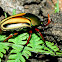Striped Love Beetle