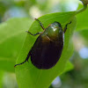 shining leaf chafer beetle
