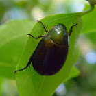 shining leaf chafer beetle