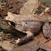 Javan horned frog