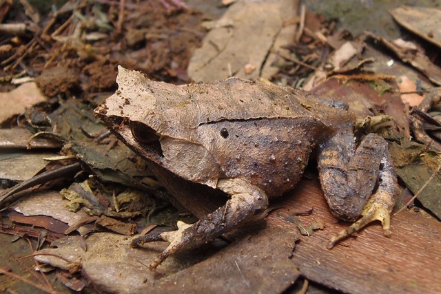 Javan horned frog