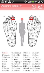 Reflexology chart