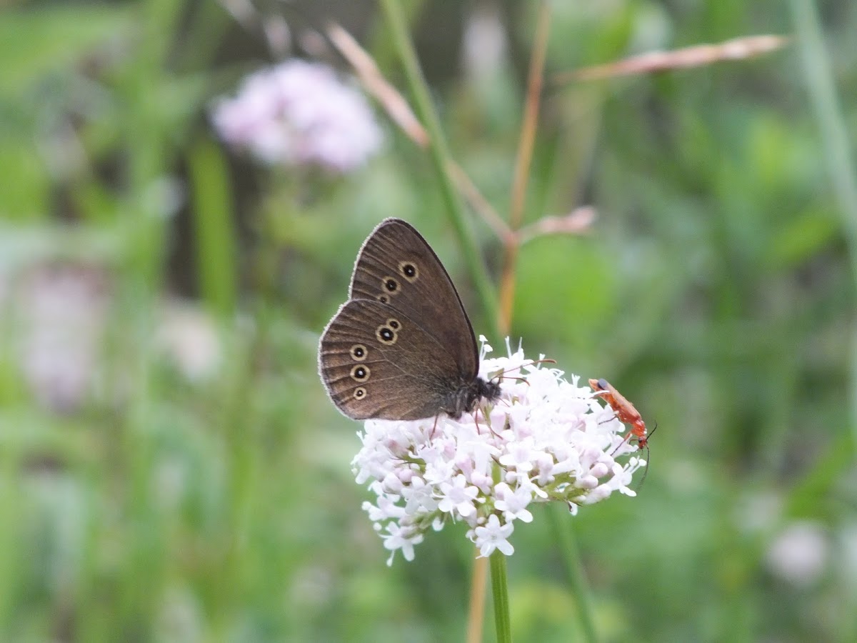 Ringlet butterfly & red soldier beetle