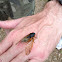 17 year red-eye cicada