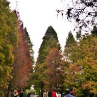 菁芳園 Tenway Garden／花園餐廳／落羽松