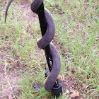 Yellowbelly Water Snake