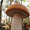 Leccinum populinum