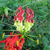 Flame lily
