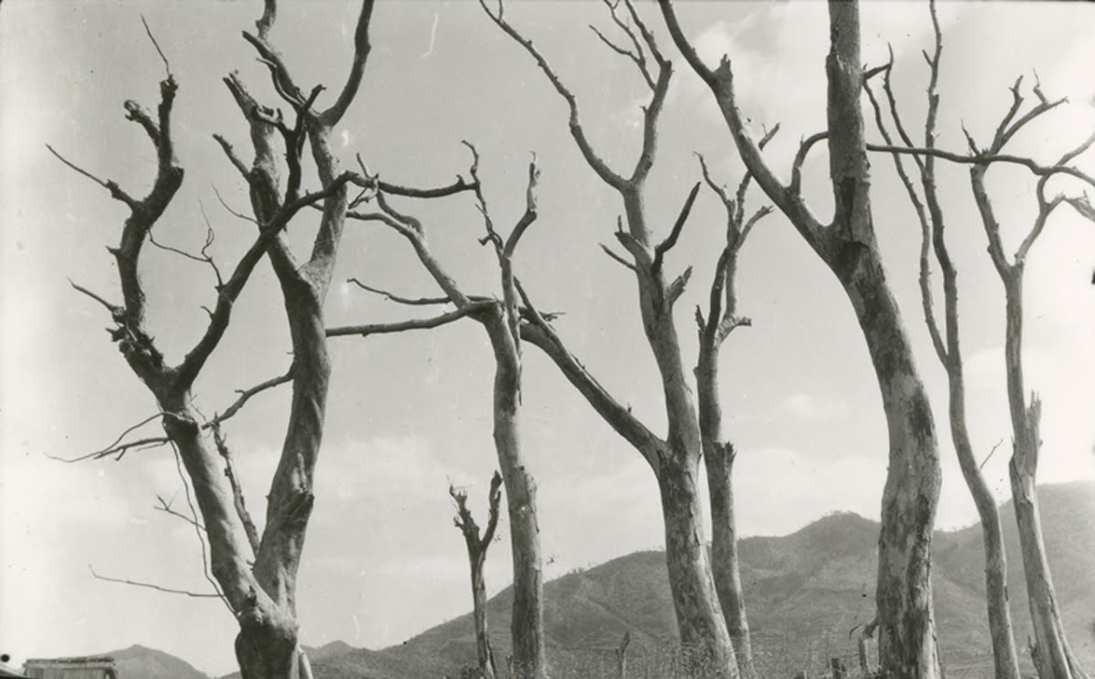 相川邸の立木 Hisashi Ishida Google Arts Culture