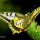 The old world swallowtail