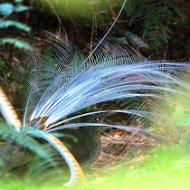 Looking Out For Lyrebirds