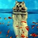 Cat Playing With Goldfish