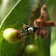 Wasp laying eggs in psyllid galls