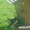 rose-breasted grosbeak