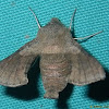 small silk moth