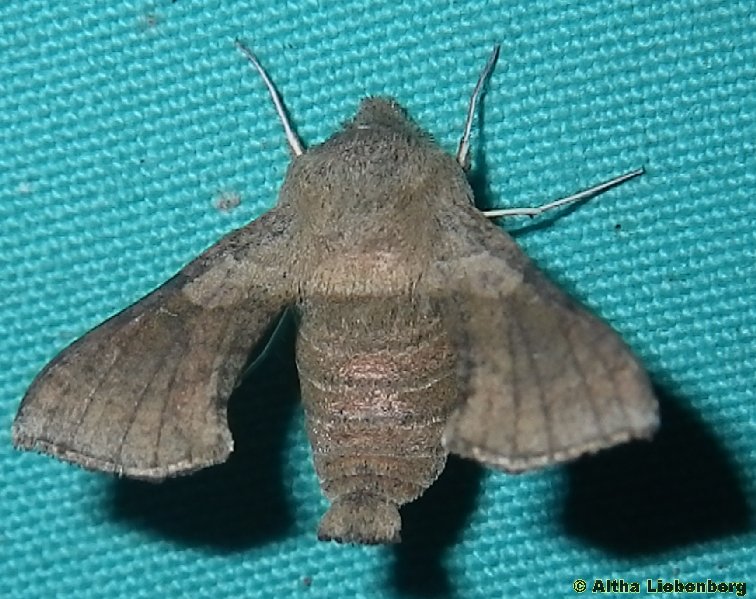 small silk moth