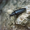 Great Capricorn Beetle (female)