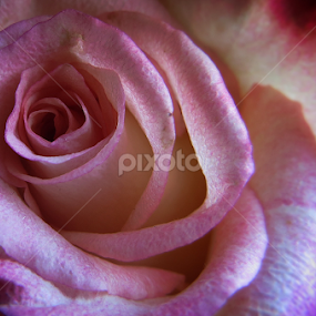 by Ivanka Ruter - Flowers Single Flower