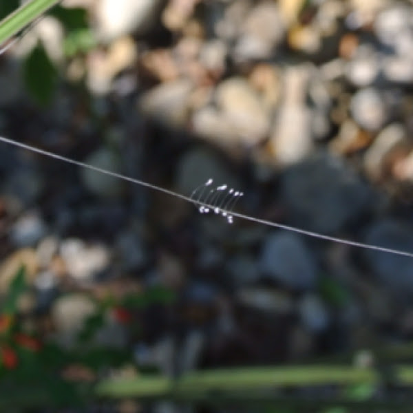 Lacewing egg cases Project Noah