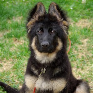 German Shepherd Wallpapers 2.0.6