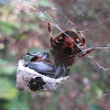 Eriophora eating a beetle