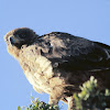 Tawny eagle