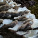 Oyster fungi