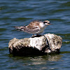 Forster's Tern (Juvenile)