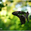 Tailed Jay